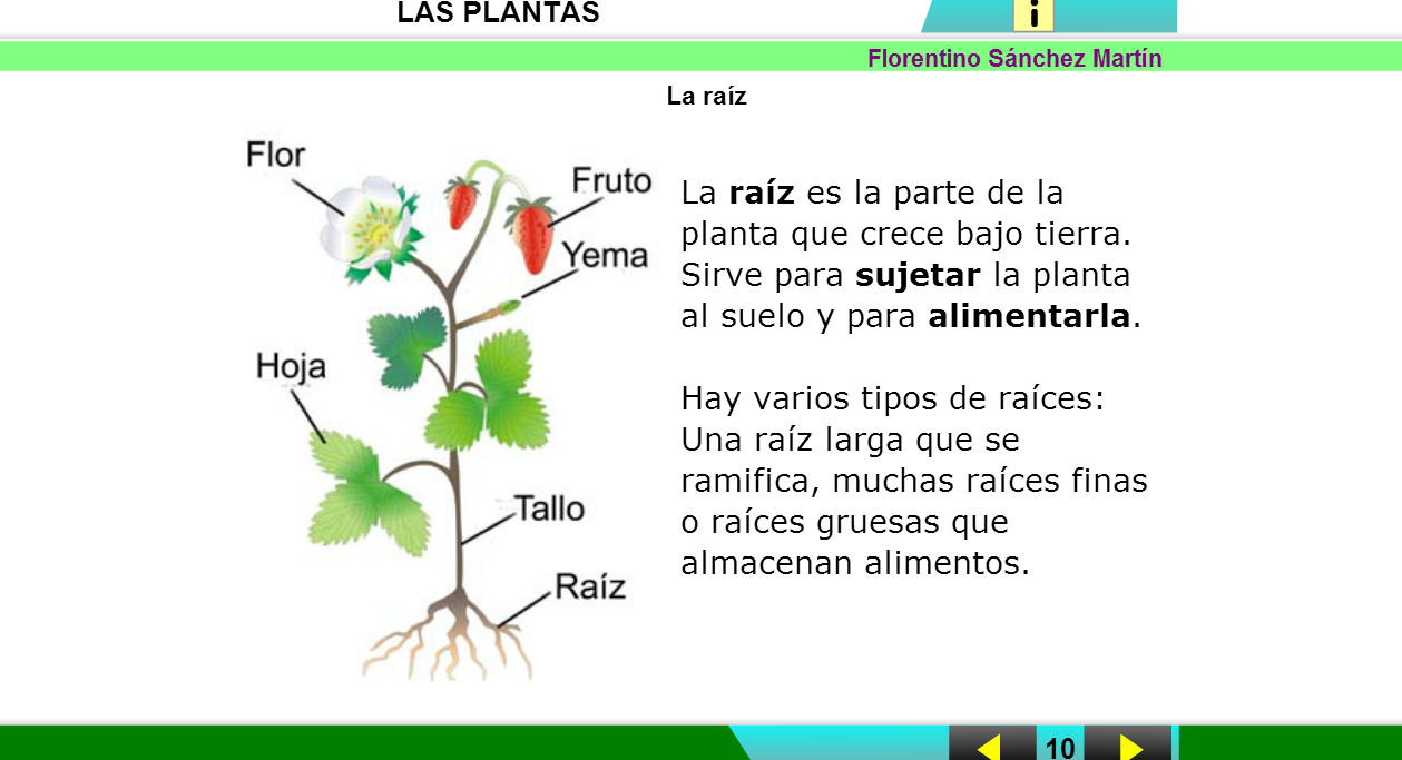 JUGAMOS PENSAMOS Y APRENDEMOS UNIDAD 3 Las Plantas II