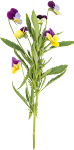 Flower_12_.png