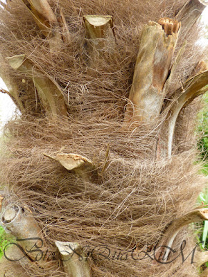 Botaniquarium - Trachycarpus fortunei hairy stem