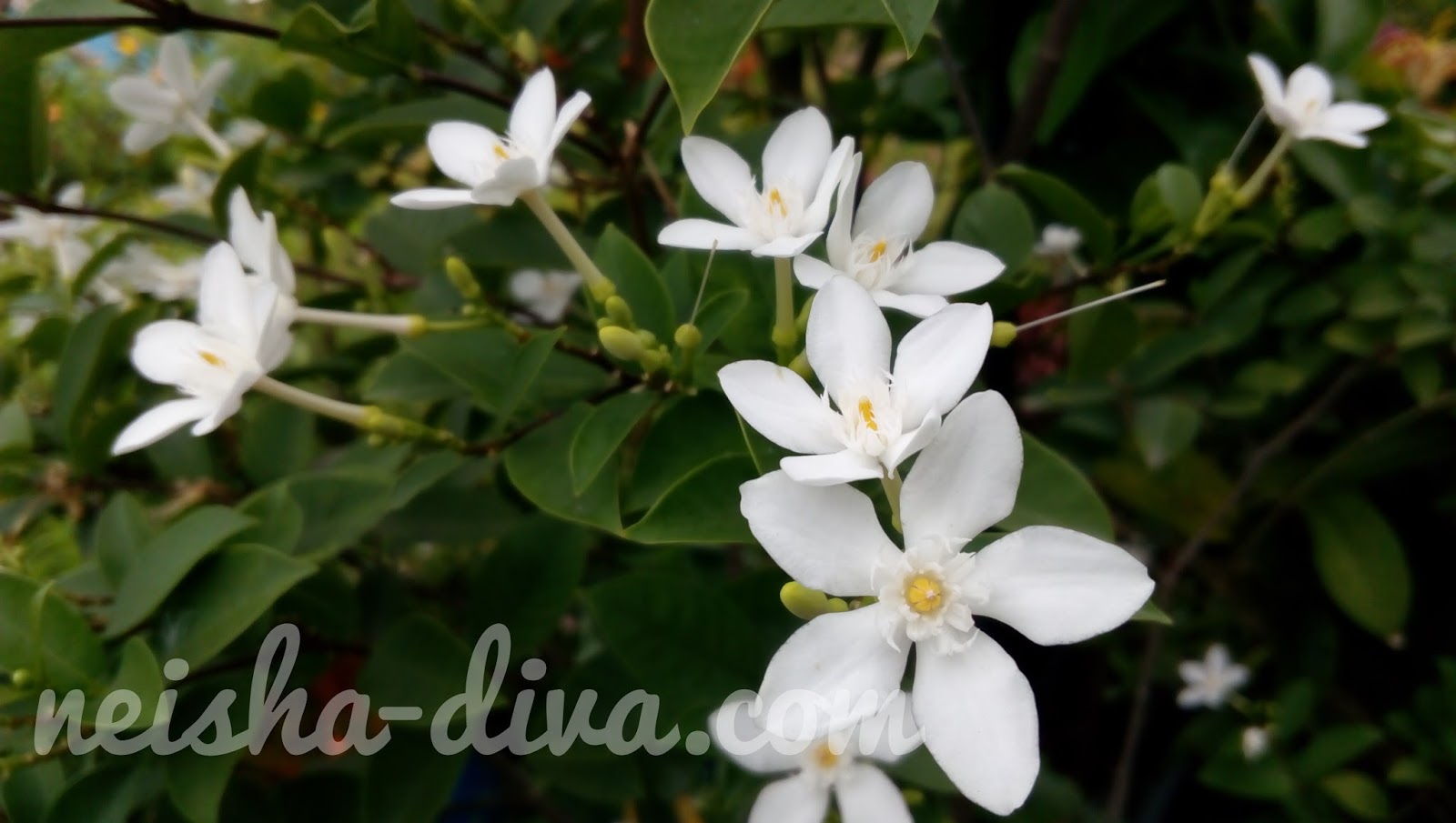 Rumah Bunga Neisha Rumah Bunga Neisha Milky Way Flower Bunga Cantik Super Rajin Berbunga Rumah Bunga Neisha Rumah Bunga Neisha Milky Way Flower Bunga Cantik Super Rajin Berbunga