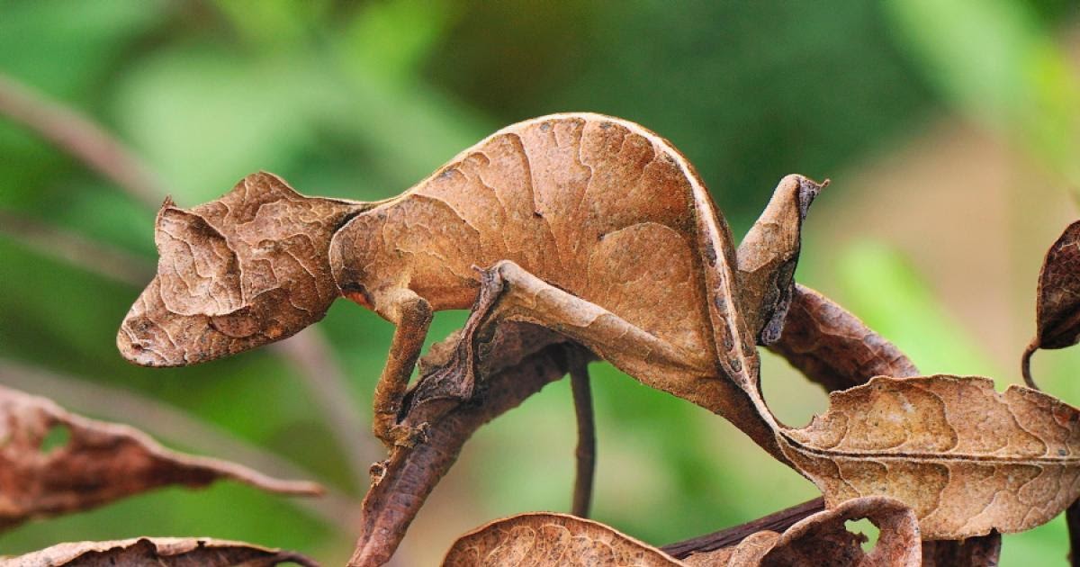 '18 Leaftailed Gecko in AndasibeMantadia National Park
