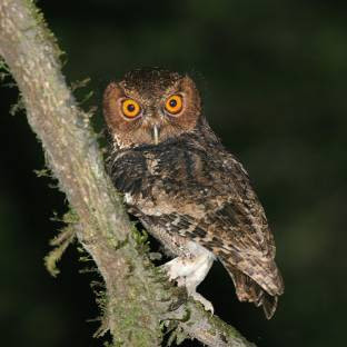 Perbedaan Burung Hantu Javan Scops Owl Brown Hawk Kucoba Gambar