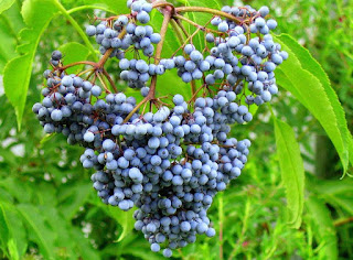 medicinal herbs elderberry