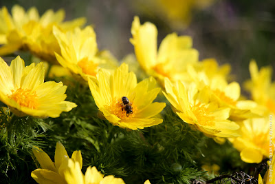 Адонис весенний (Adonis vernalis)