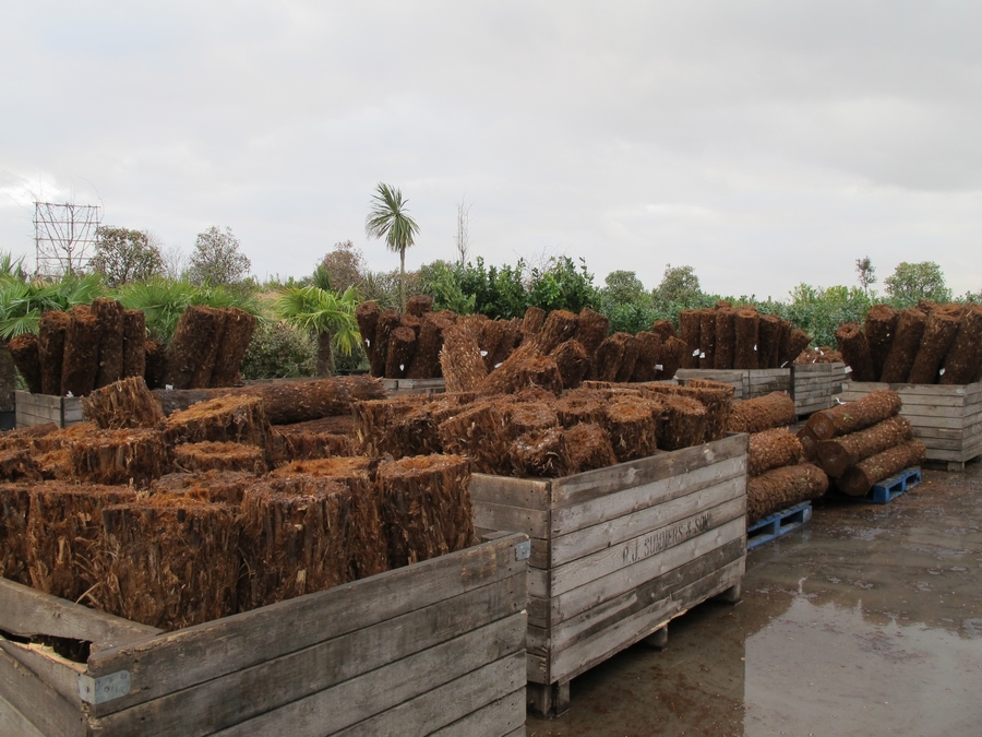 paradis express Seagrave Nursery tree ferns