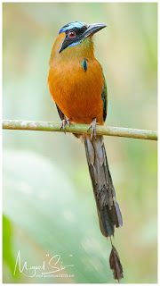 Whooping Motmot (Momotus subrufescens)