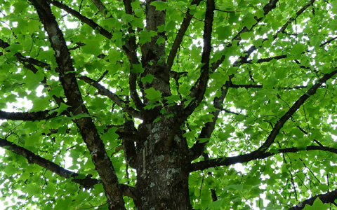 Healthy tulip tree liriodendron tulipifera