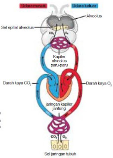 Proses Mekanisme Difusi atau Pertukaran Oksigen dan Karbondioksida Di Dalam Alveolus