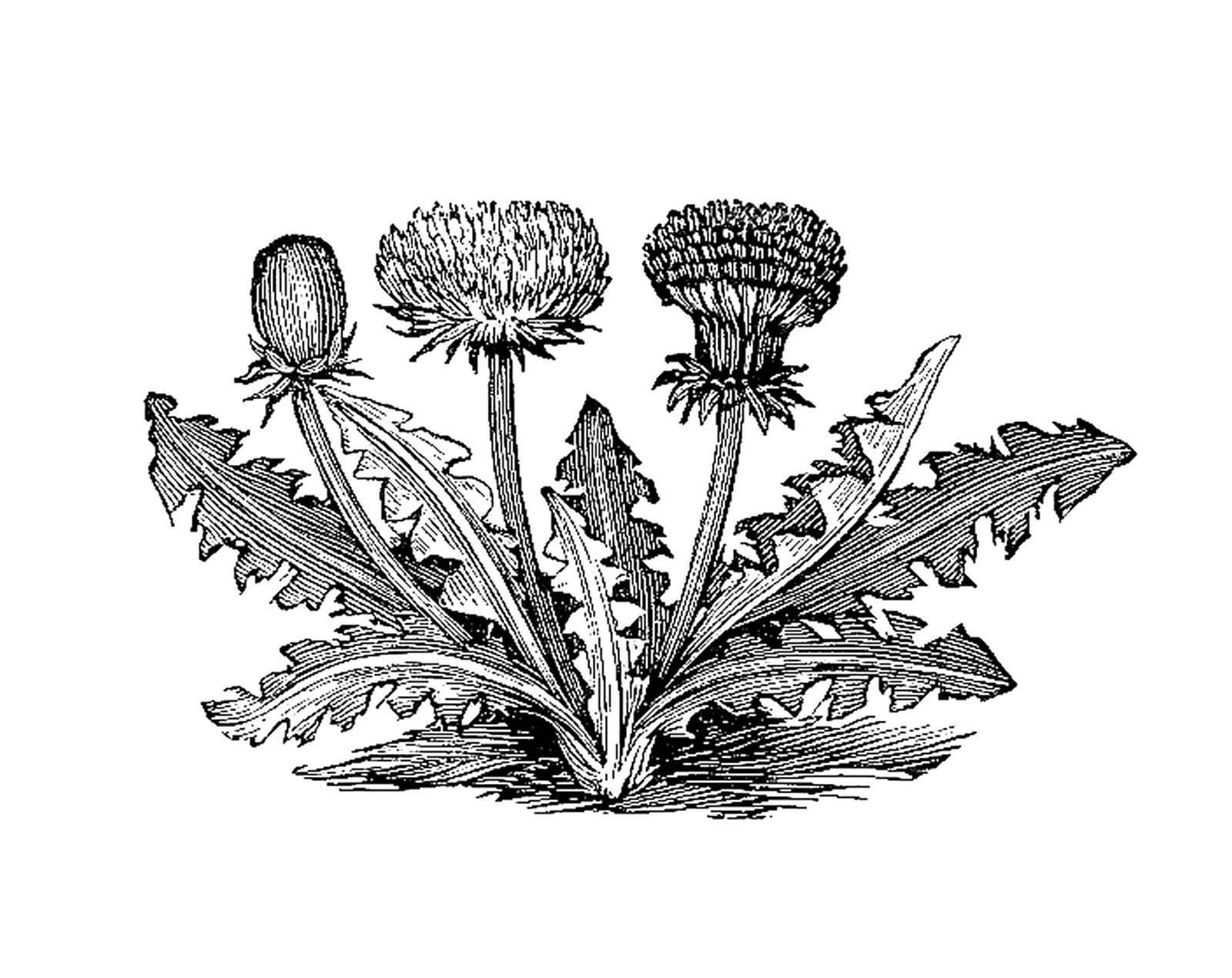 antique-images-free-vintage-botanical-graphic-black-and-white