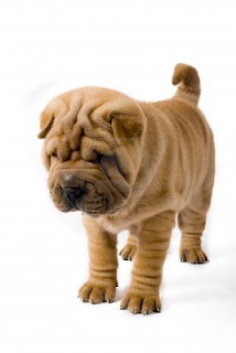 Shar Pei Puppy Picture