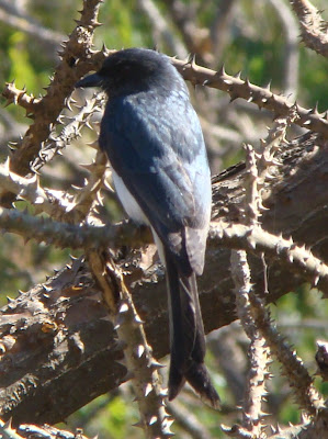 "White-bellied Drongo, sittong on a thorny branch."