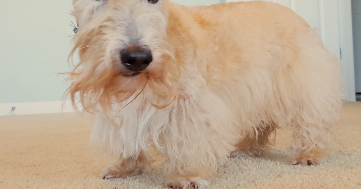 Scottie Mom Treating Cushing's Disease