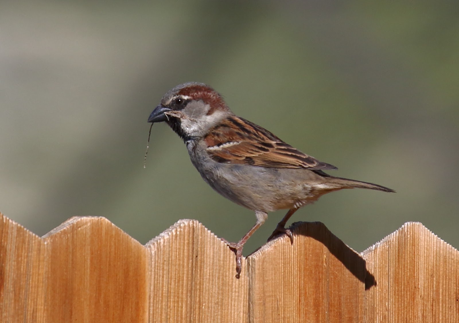 Another 10 common backyard birds of San Diego Greg in San Diego