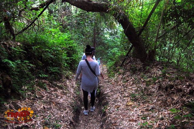 the hike in the forest