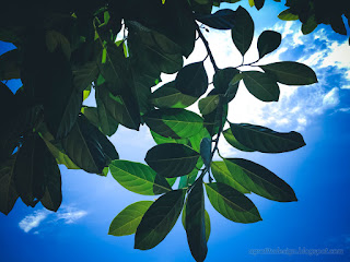 Beautiful Green Leaves And The Blue Sky On A Sunny Day