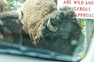 Yellowstone National Park Buffalo from www.traceeorman.com