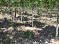 Agroforestry Ginger in Trees