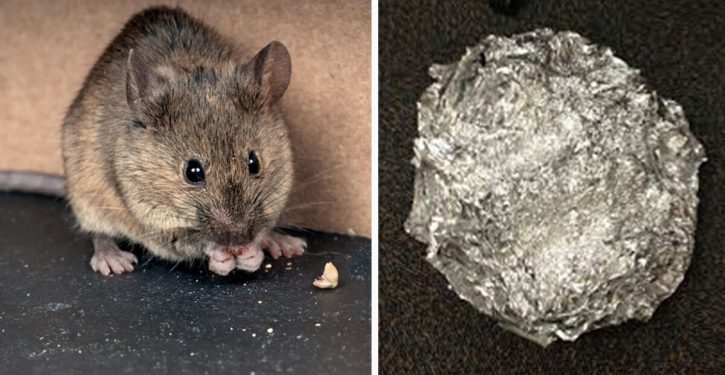 The Right Tip To Baking Soda To Prevent Mice And Rats From Entering Your Home