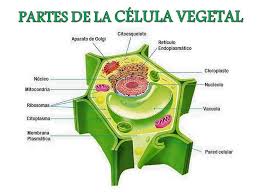 Celula vegetal