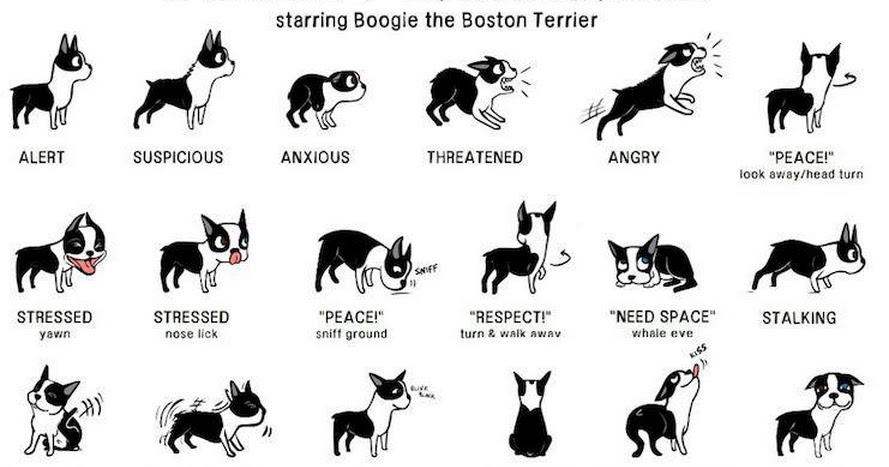 Позы собак и их значение в картинках