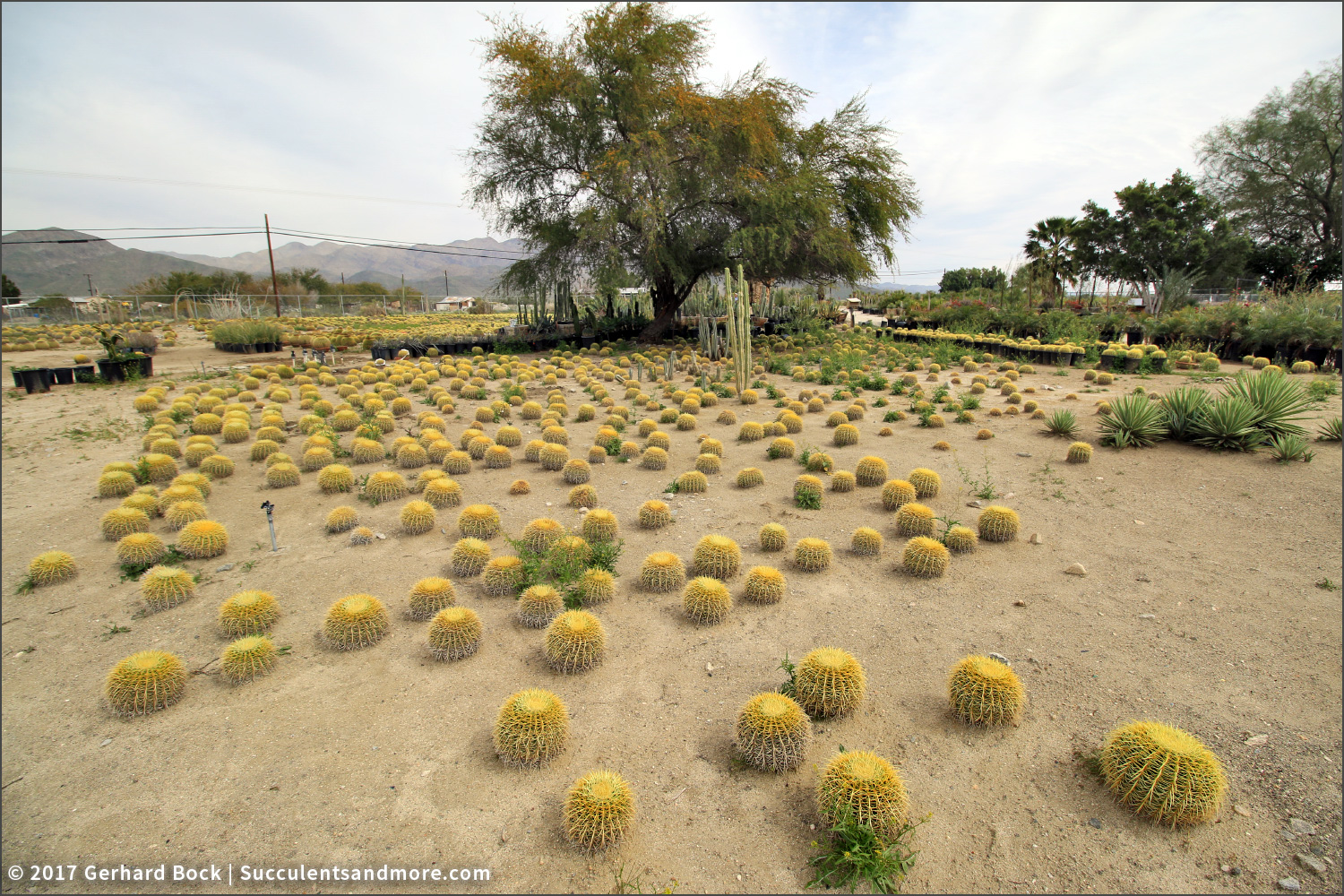 Succulents and More Sunland Cactus Nursery