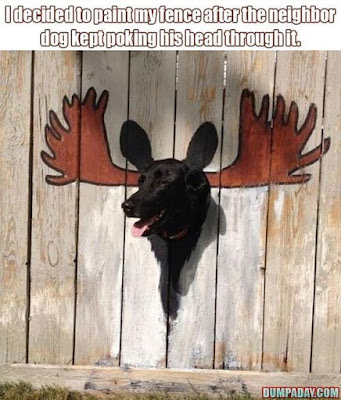 funny dog, painted fence neighbor dog