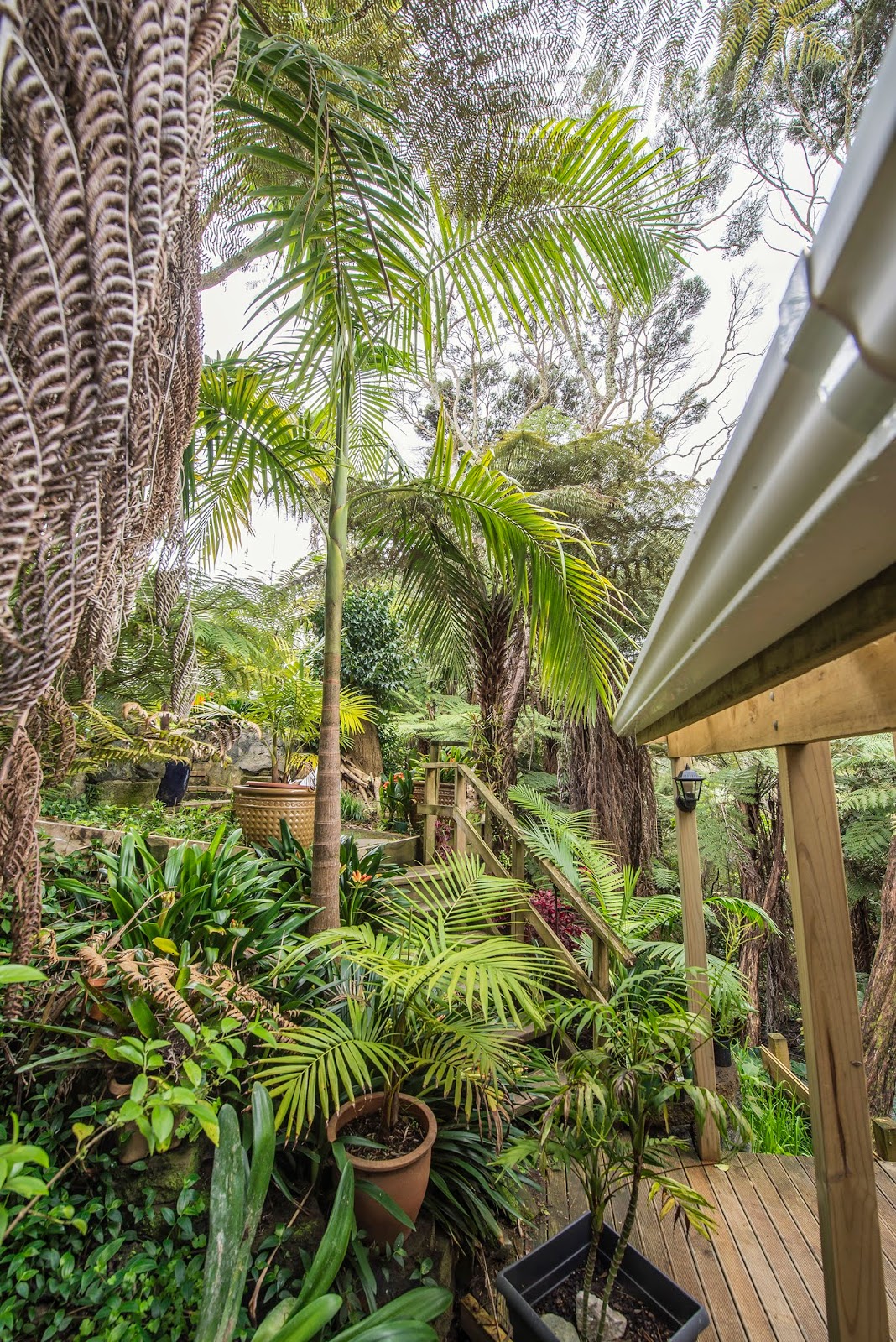 Dave   s Garden  Palms the Garden