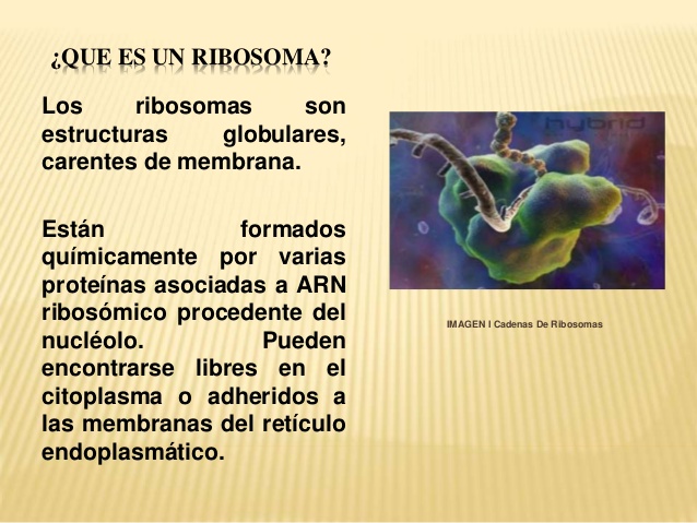 ribosomas