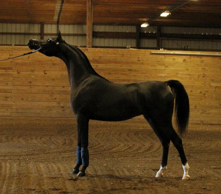 The Semi Feral Equestrian Horse Show Hangover