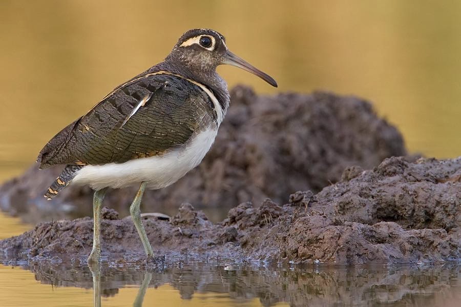 Greater painted snipe