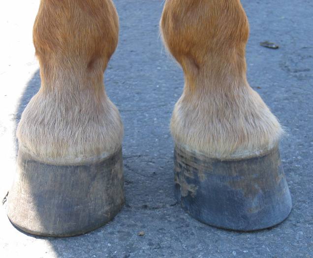 ThoroughBred Sport Horse Properly Measuring Your Horses Hooves