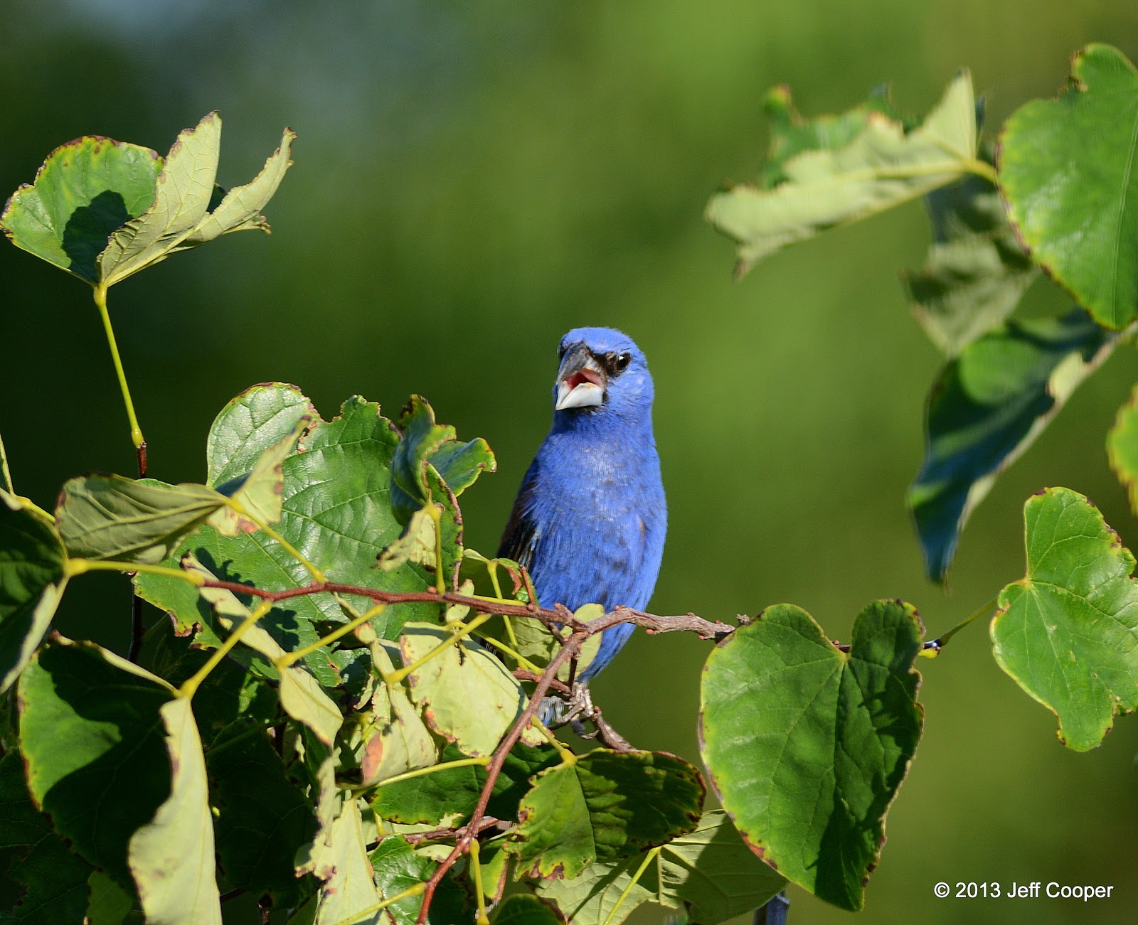 NeoVista Birds and Wildlife: Battle of the Desert Icons: Mojave vs Sonoran