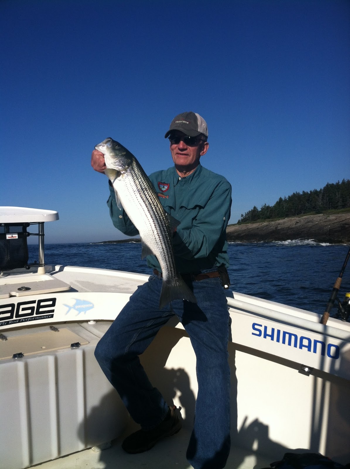 Maine Striper Fishing Charters & Reports Hotline 2076910745 Maine