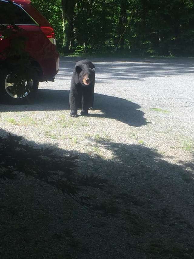 Guy Found An Entire Family Of Bears In His Car