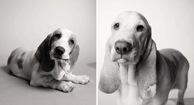 Dog Years Pictures Of Aging Dogs That Will Make Dog Lovers Cry - Poppy: One year and seven years