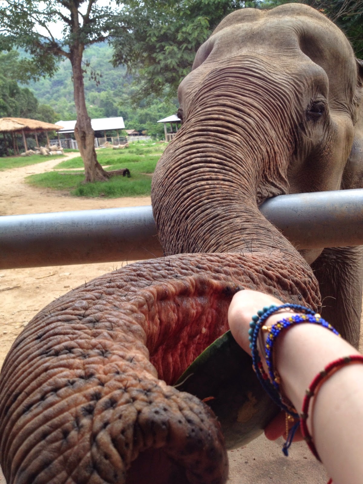 Chiang Mai - Elephant trunks feel funny!