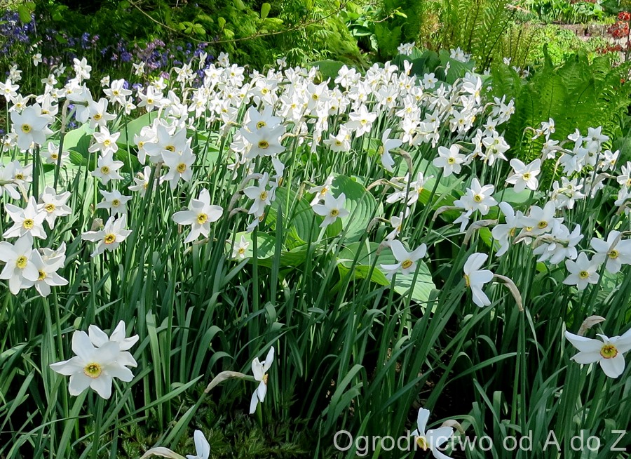 Narcissus poeticus var. recurvus