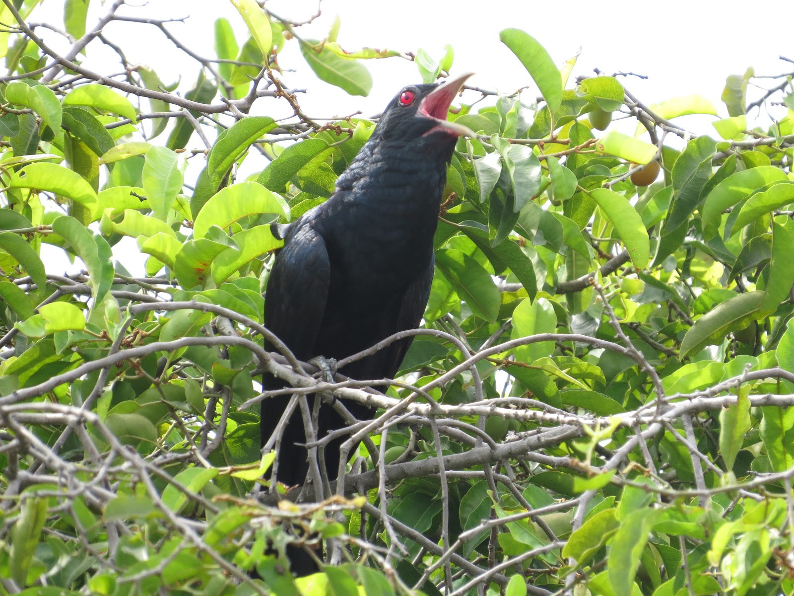 Sahabat Ttdi Jaya Burung Tuwu Jantan Cuculus Scolopaceus