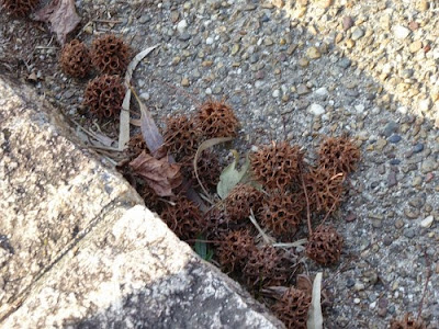 山田池公園のモミジバフウ（別名：アメリカフウ）の実