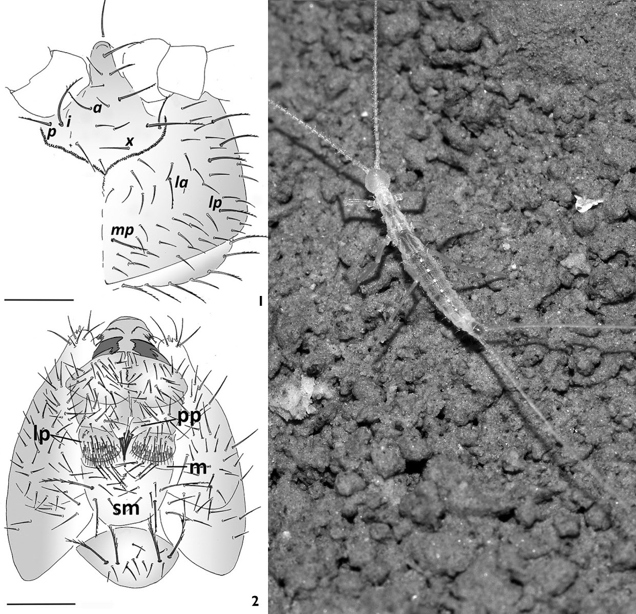 species new to science hexapoda 2017 turkmenocampa mirabilis