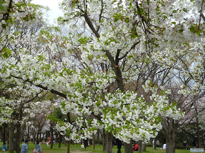 桜 桜