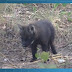 Ameaçado de extinção, lobo-guará nasce em parque em Luís Eduardo Magalhães
