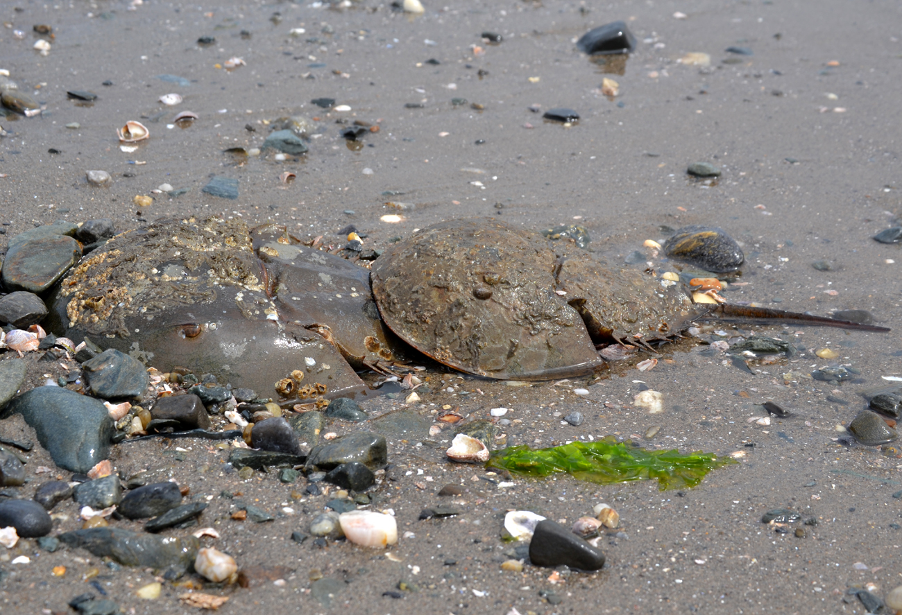 Woods Walks and Wildlife Horseshoe Crabs!
