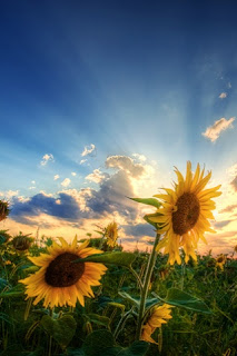 iPhoneZone: Sunflower iPhone Wallpapers