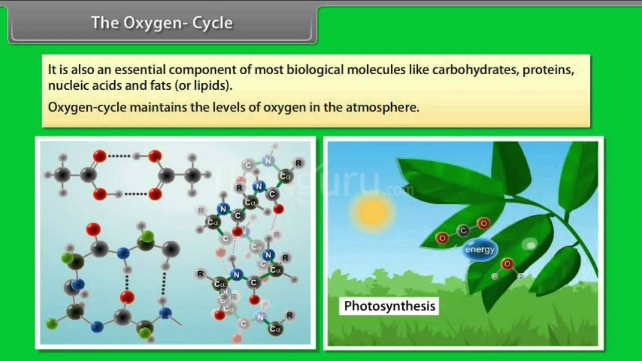 Oxygen cycle