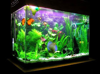 Cara Memelihara Ikan Hias Jenis Air Tawar