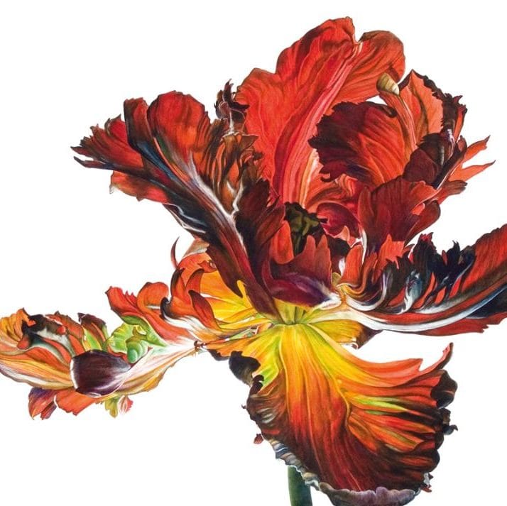 Rosie Sanders Flowers A Celebration of Botanical Art Epub-Ebook