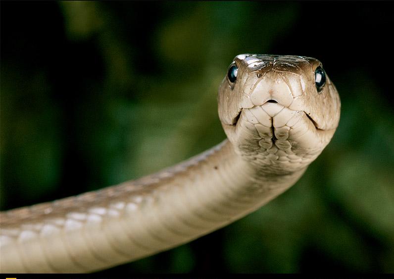 Top 16 Most Dangerous BLACK MAMBA Snake Wallpapers In HD