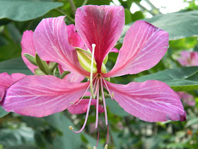 Bauhinia x blakeana Hong Kong Orchid Tree bloom Allan Gardens Conservatory by garden muses: a Toronto gardening blog 