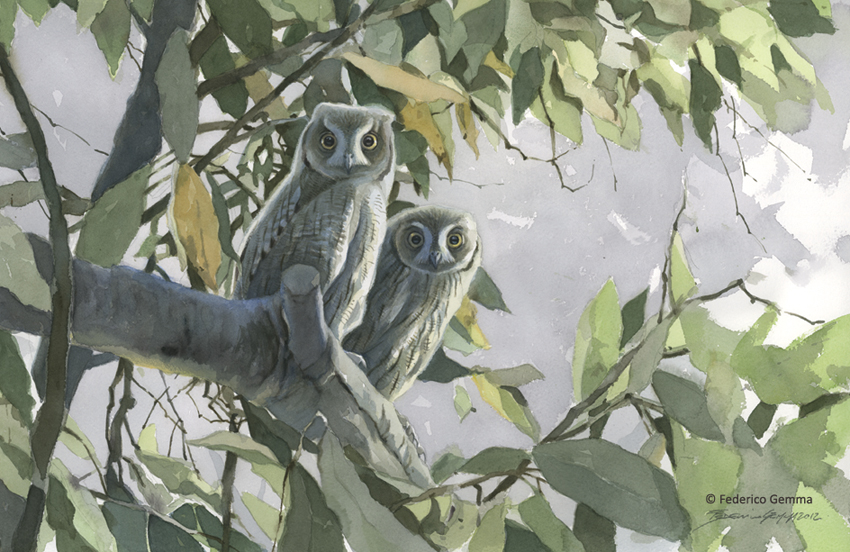 Scops Owls - © Federico Gemma